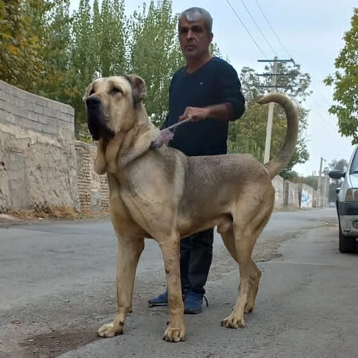 فروش سگ غول پیکر سرابی سگ اصیل ایرانی