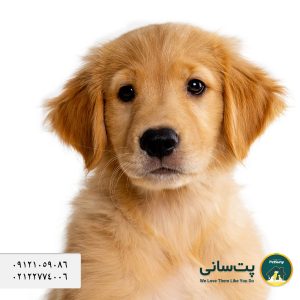 فروش توله سگ گلدن رتریور با کیفیت ماده در تهران | پت سانی