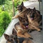 مرجع فروش سگ ژرمن شپرد در تهران سگ ژرمن شپرد