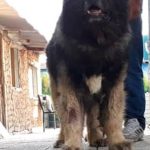 فروش ویژه سگ قفقازی اصیل با بالاترین کیفیت