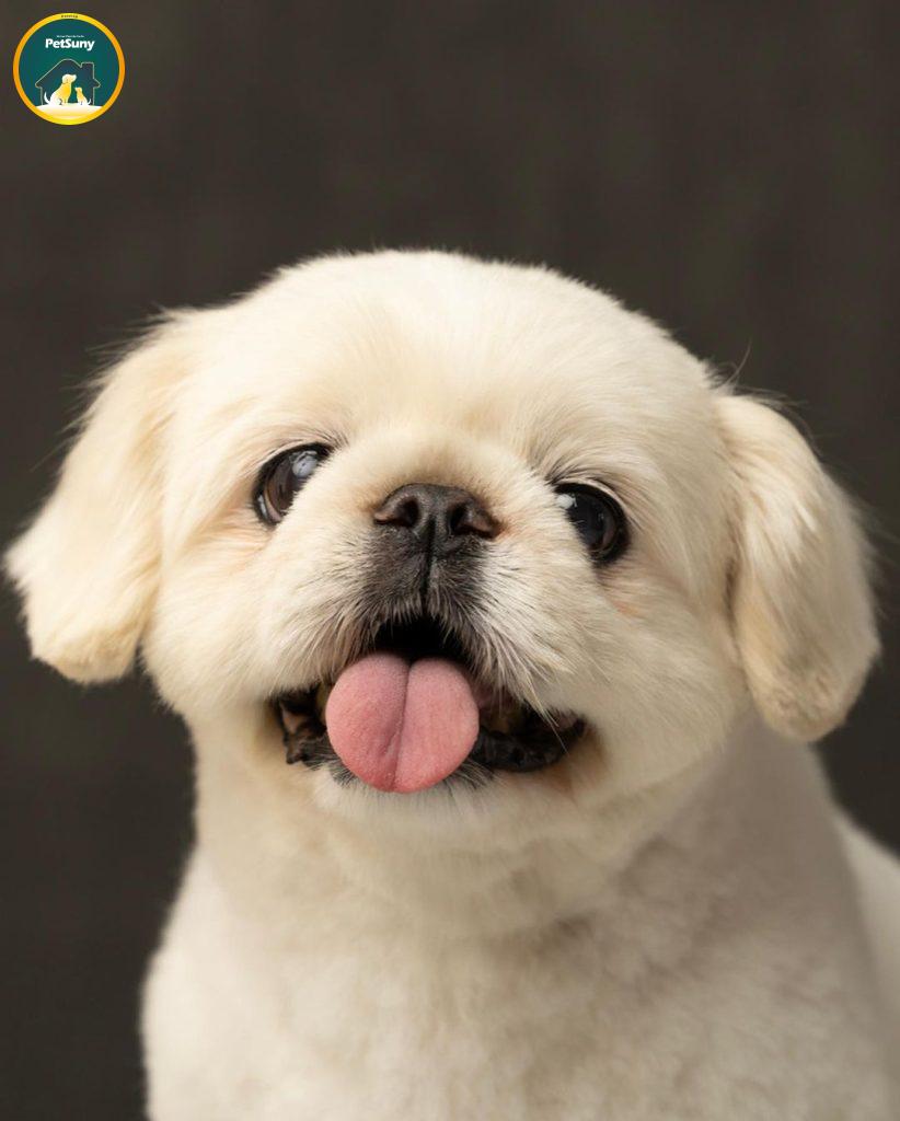 فروش توله سگ نژاد پکینیز امپریال