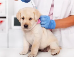 مراقبت‌های لازم بعد از واکسیناسیون سگ‌ها